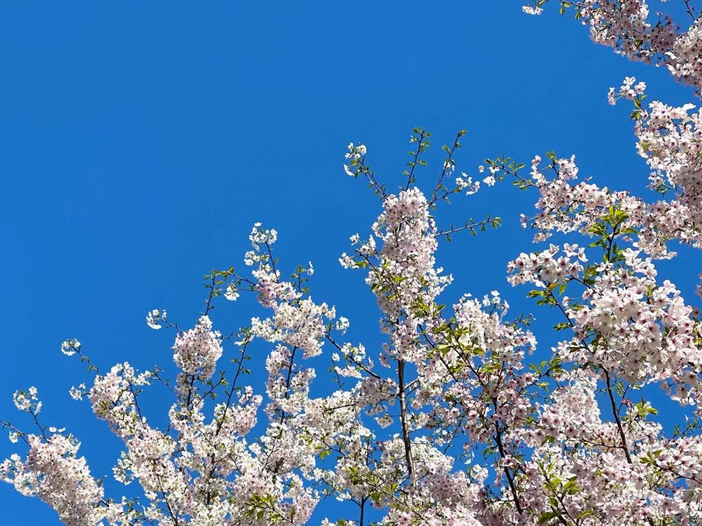 青空に薄ピンク色の桜が映える！桜咲く季節に外でミスタードーナッツを食べたよ！