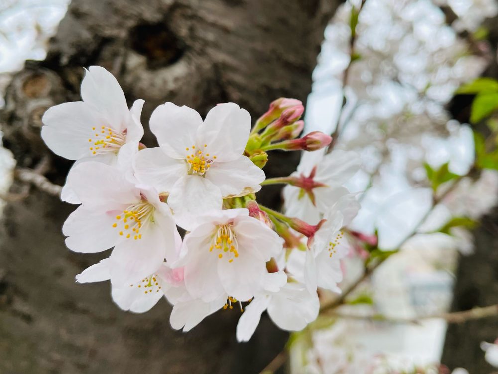 青空に薄ピンク色の桜が映える！桜咲く季節に外でミスタードーナッツを食べたよ！