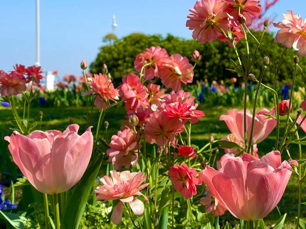 青空に薄ピンク色の桜が映える！桜咲く季節に外でミスタードーナッツを食べたよ！