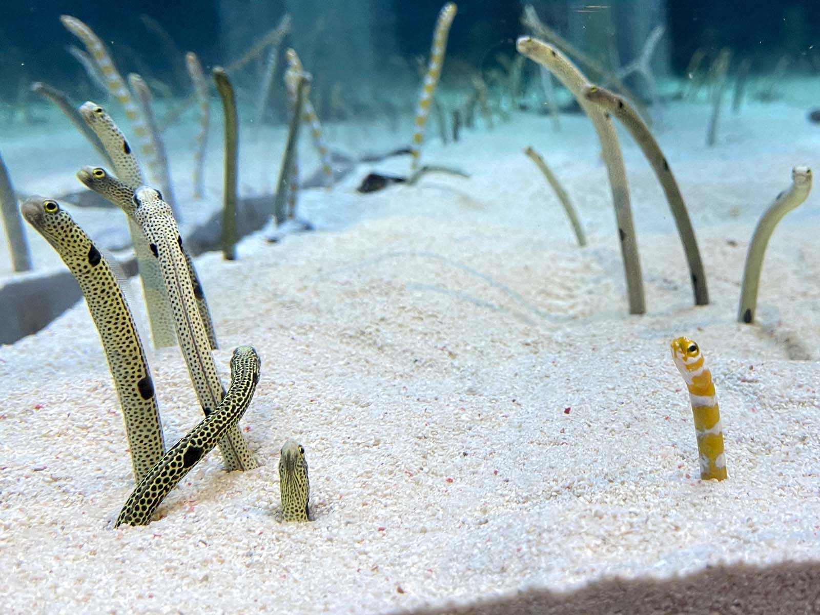 東京スカイツリータウン®にある「すみだ水族館」に行ってきたよ／東京・押上