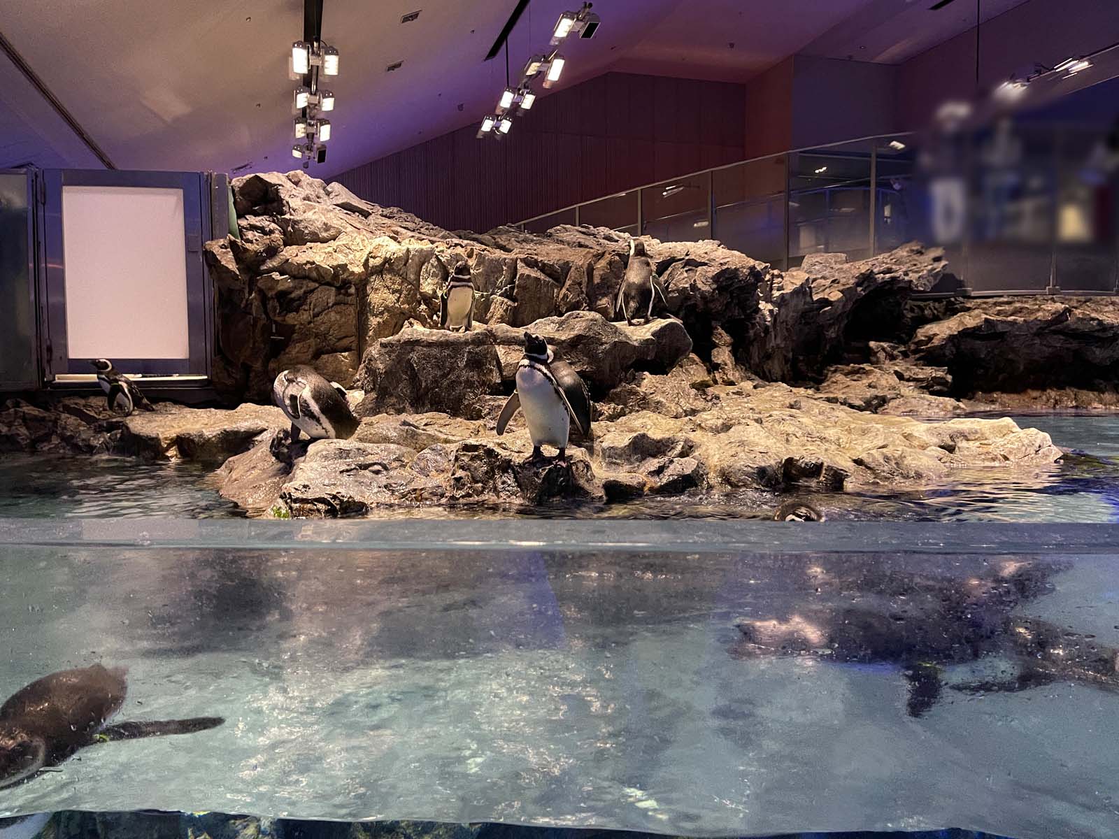 東京スカイツリータウン®にある「すみだ水族館」に行ってきたよ／東京・押上