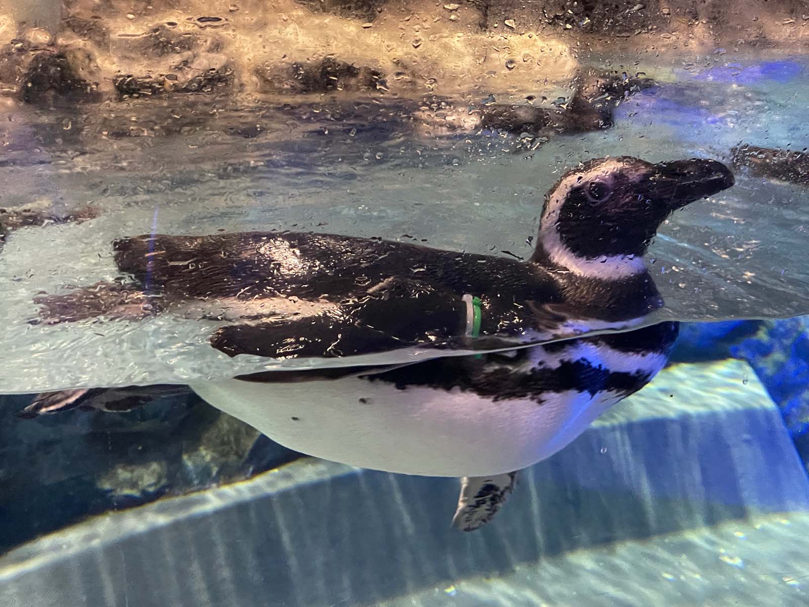 東京スカイツリータウン®にある「すみだ水族館」に行ってきたよ／東京・押上