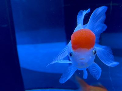 東京スカイツリータウン・ソラマチにある「すみだ水族館」に行ってきたよ／東京・押上