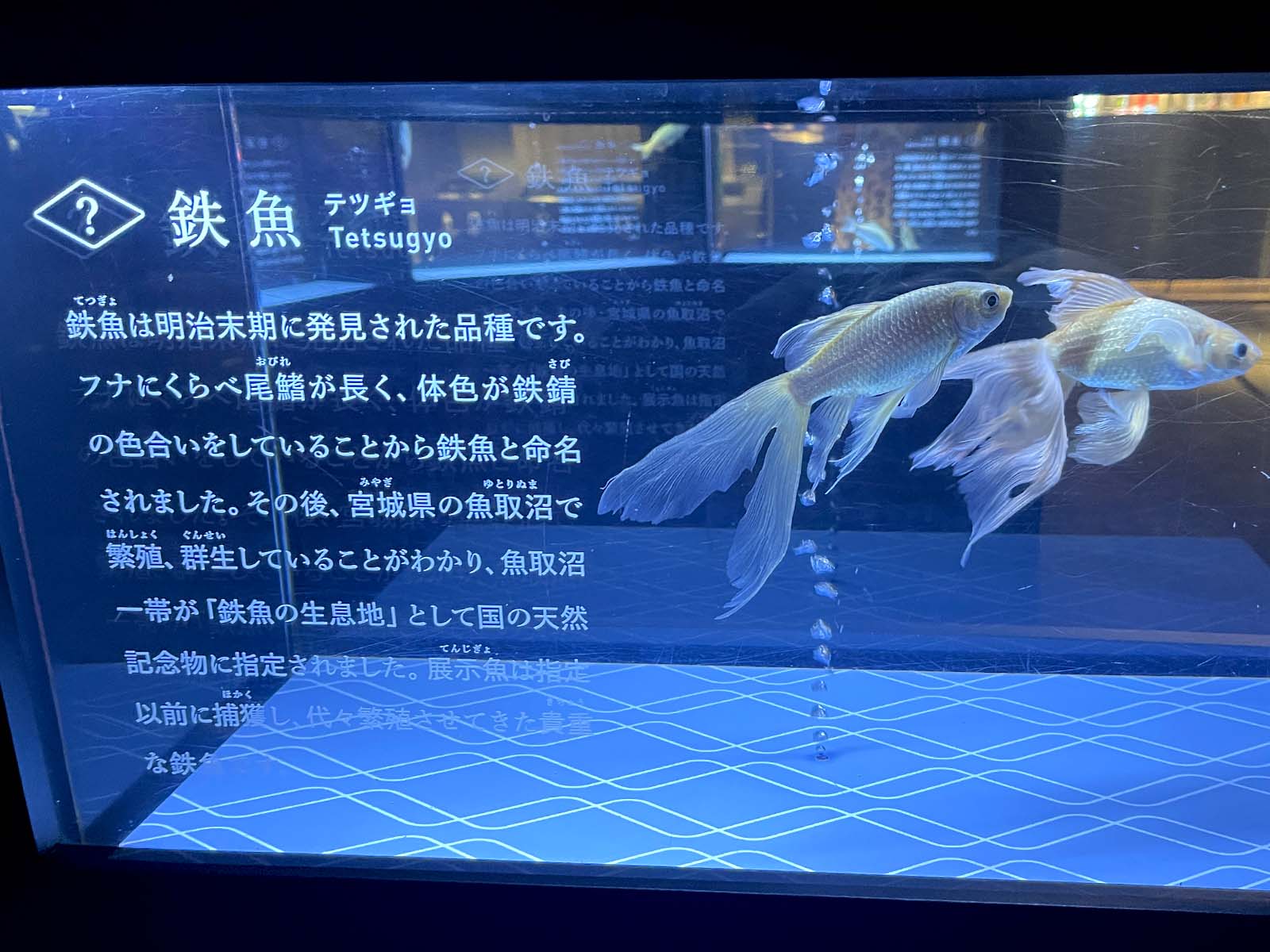 東京スカイツリータウン®にある「すみだ水族館」に行ってきたよ／東京・押上