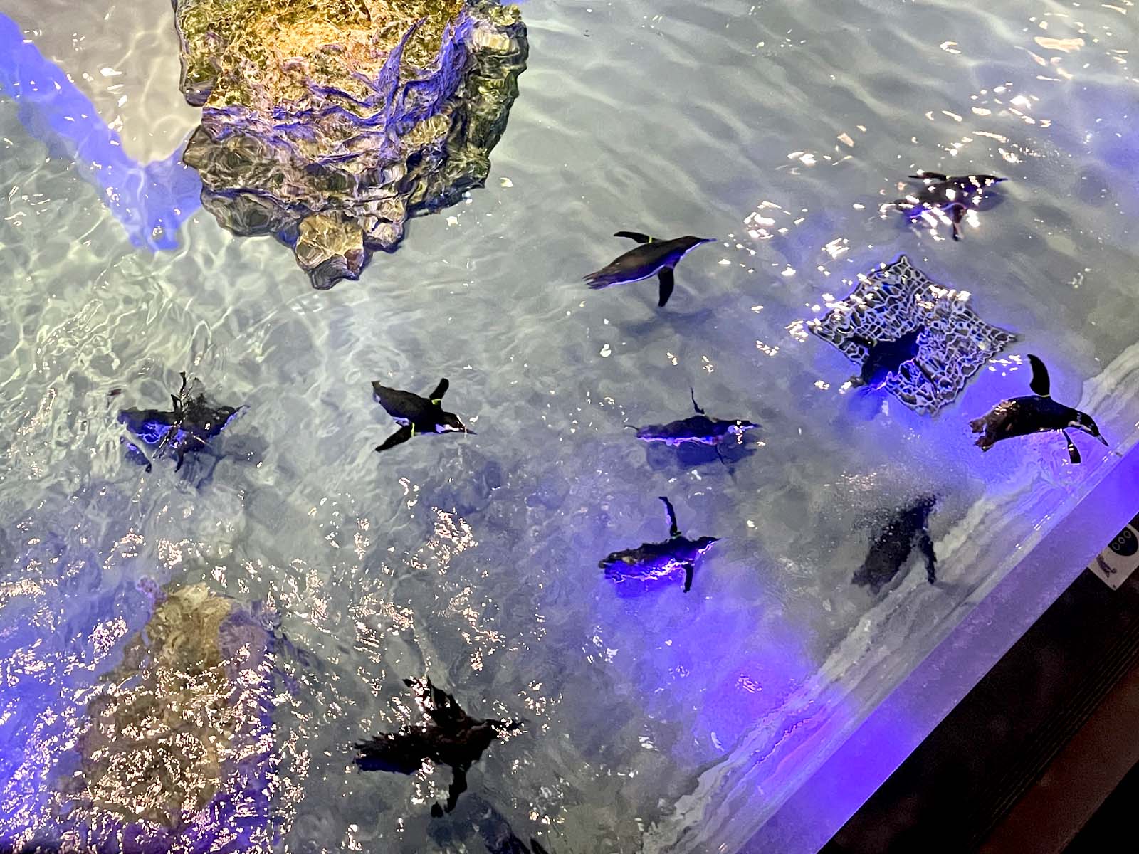 東京スカイツリータウン®にある「すみだ水族館」に行ってきたよ／東京・押上