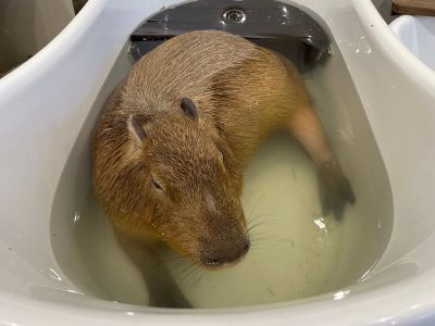 屋内型動物園「アニタッチ」でカピバラ・ワオキツネザルなどたくさんの動物と触れあったよ！／横浜ワールドポーターズ