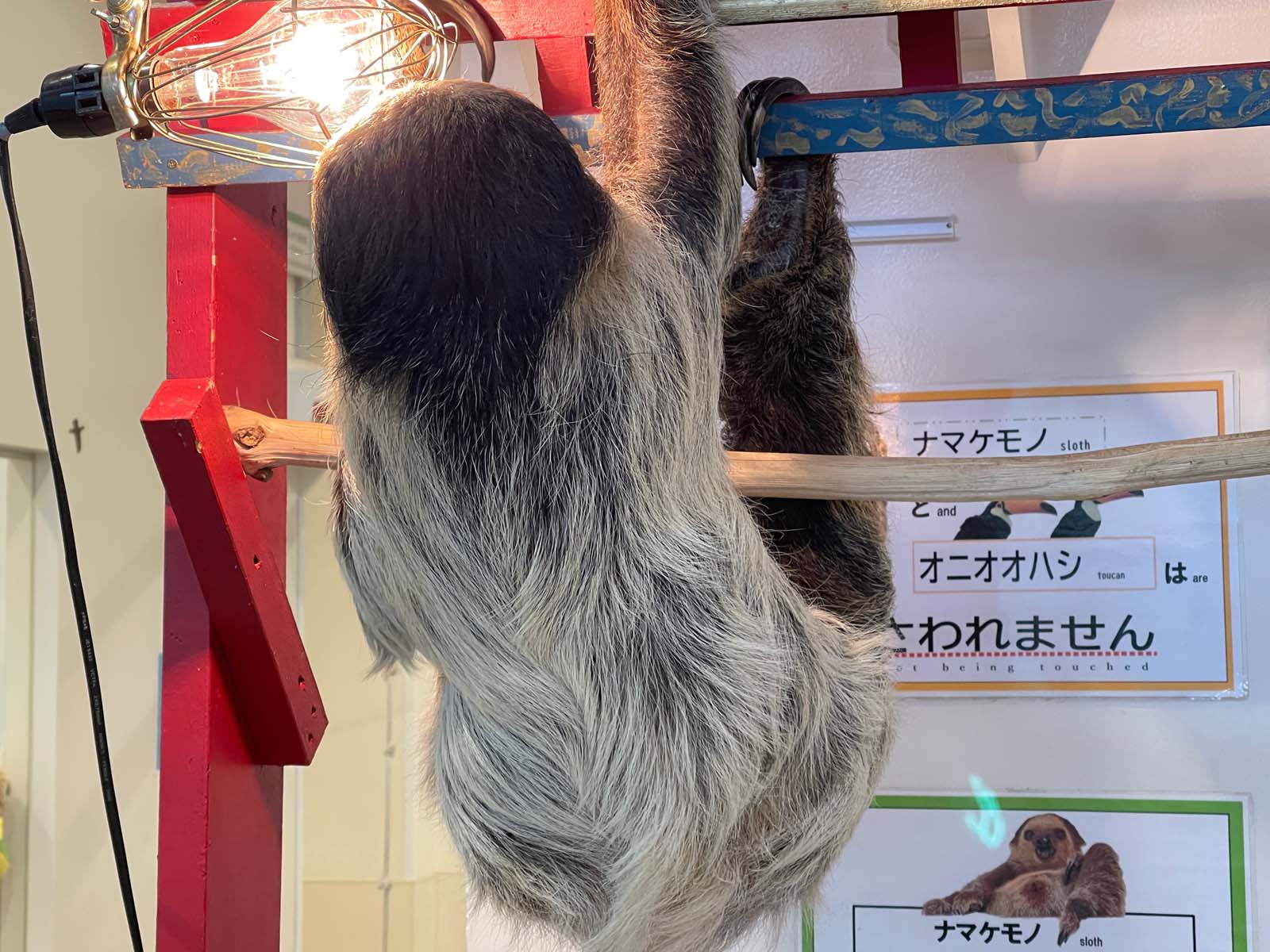 屋内型動物園「アニタッチ」でカピバラ・ワオキツネザルなどたくさんの動物と触れ合ったよ！／横浜ワールドポーターズ