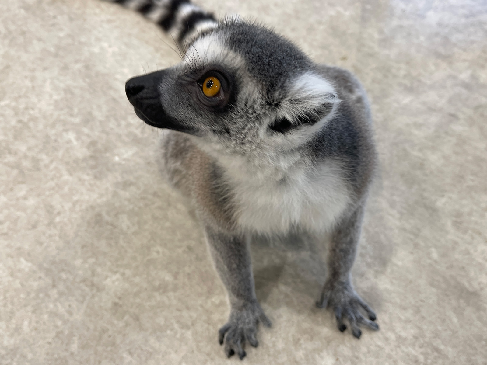 屋内型動物園「アニタッチ」でカピバラ・ワオキツネザルなどたくさんの動物と触れ合ったよ！／横浜ワールドポーターズ