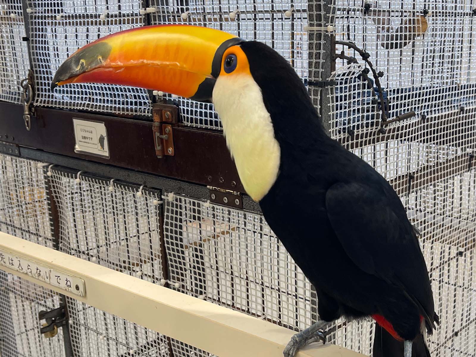 屋内型動物園「アニタッチ」でカピバラ・ワオキツネザルなどたくさんの動物と触れ合ったよ！／横浜ワールドポーターズ