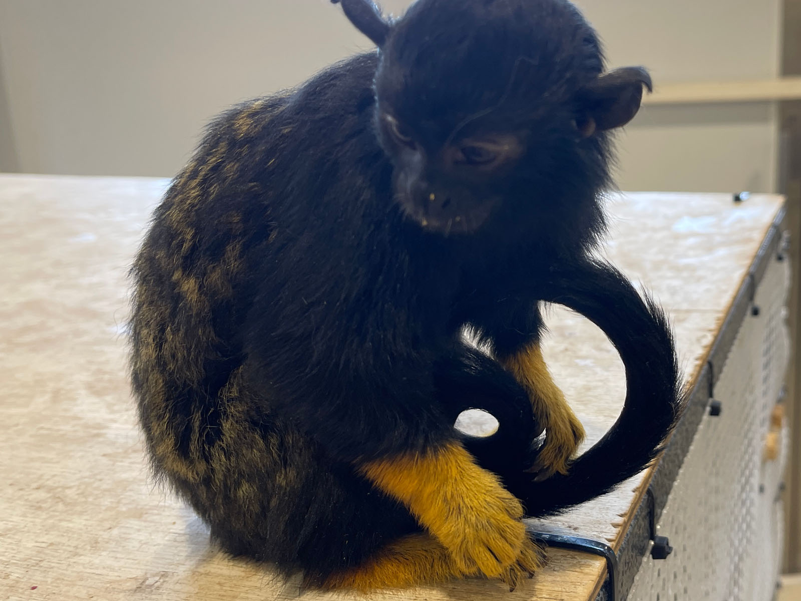 屋内型動物園「アニタッチ」でカピバラ・ワオキツネザルなどたくさんの動物と触れ合ったよ！／横浜ワールドポーターズ