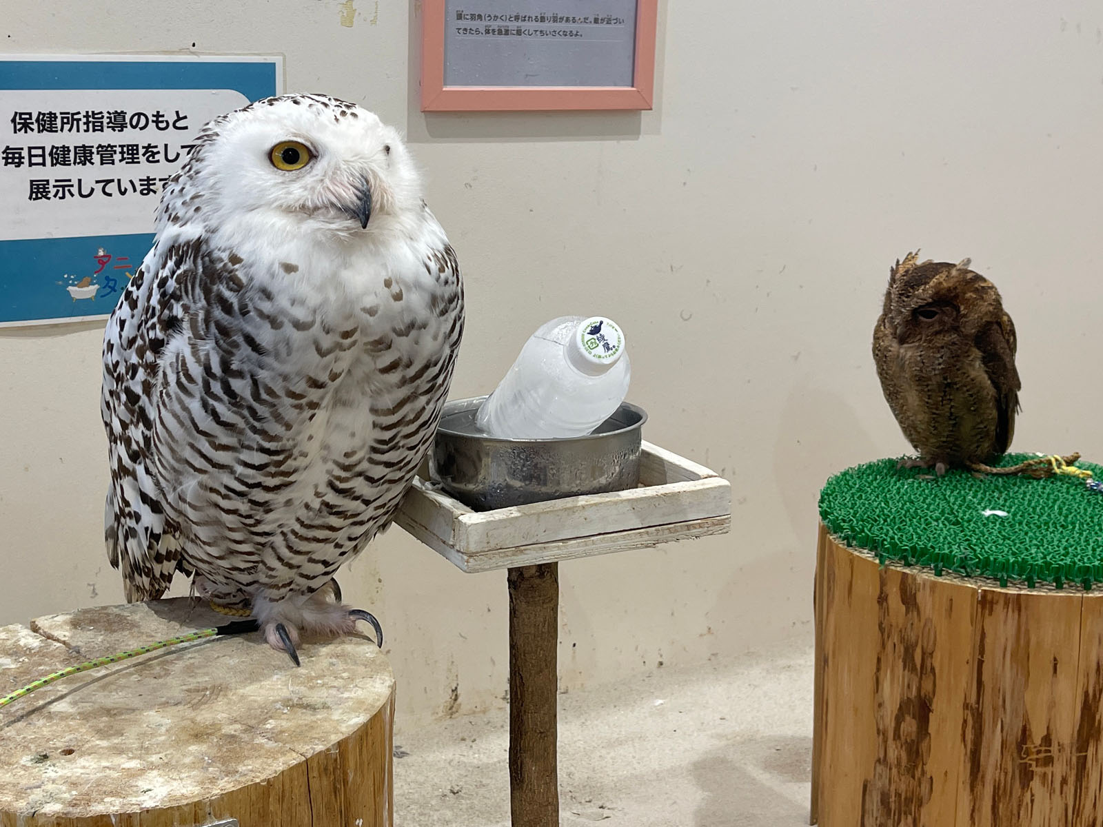 屋内型動物園「アニタッチ」でカピバラ・ワオキツネザルなどたくさんの動物と触れ合ったよ！／横浜ワールドポーターズ