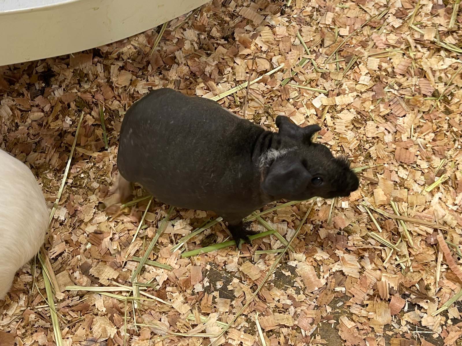 屋内型動物園「アニタッチ」でカピバラ・ワオキツネザルなどたくさんの動物と触れ合ったよ！／横浜ワールドポーターズ