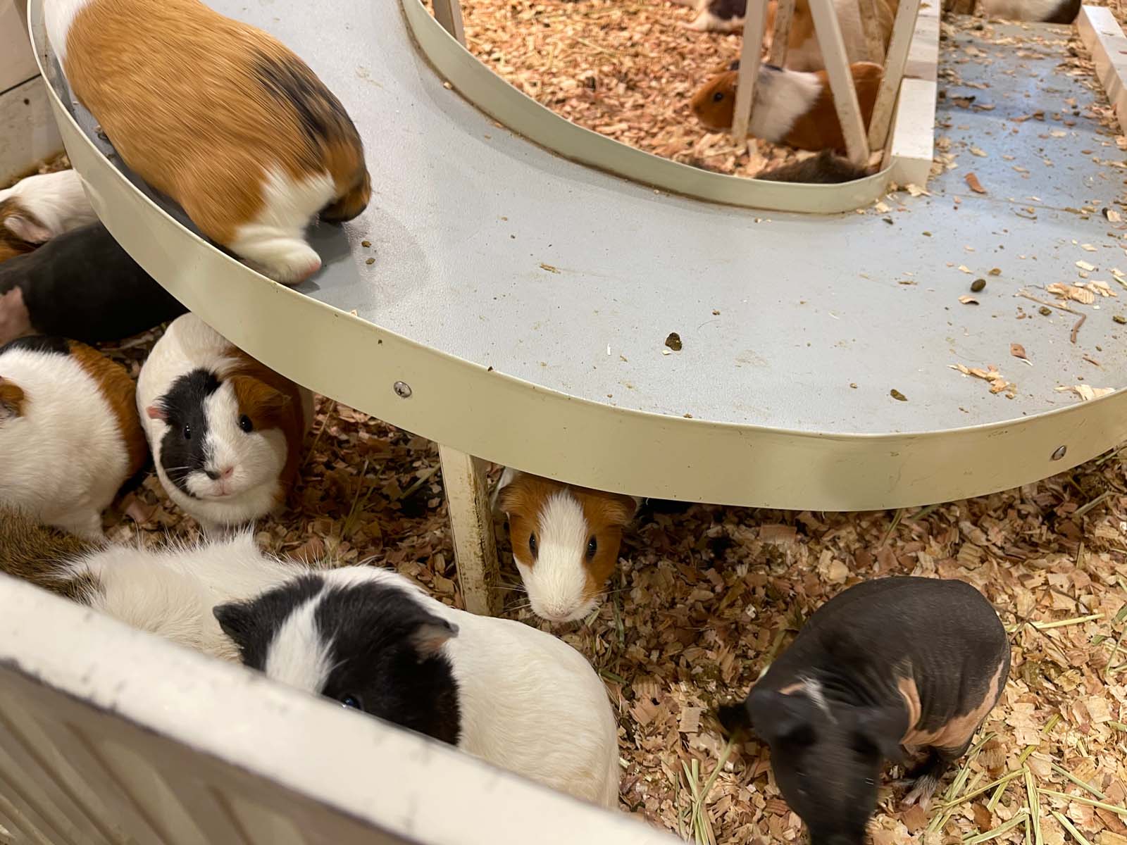 屋内型動物園「アニタッチ」でカピバラ・ワオキツネザルなどたくさんの動物と触れ合ったよ！／横浜ワールドポーターズ