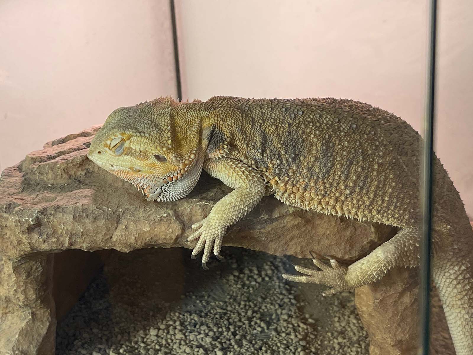 屋内型動物園「アニタッチ」でカピバラ・ワオキツネザルなどたくさんの動物と触れ合ったよ！／横浜ワールドポーターズ