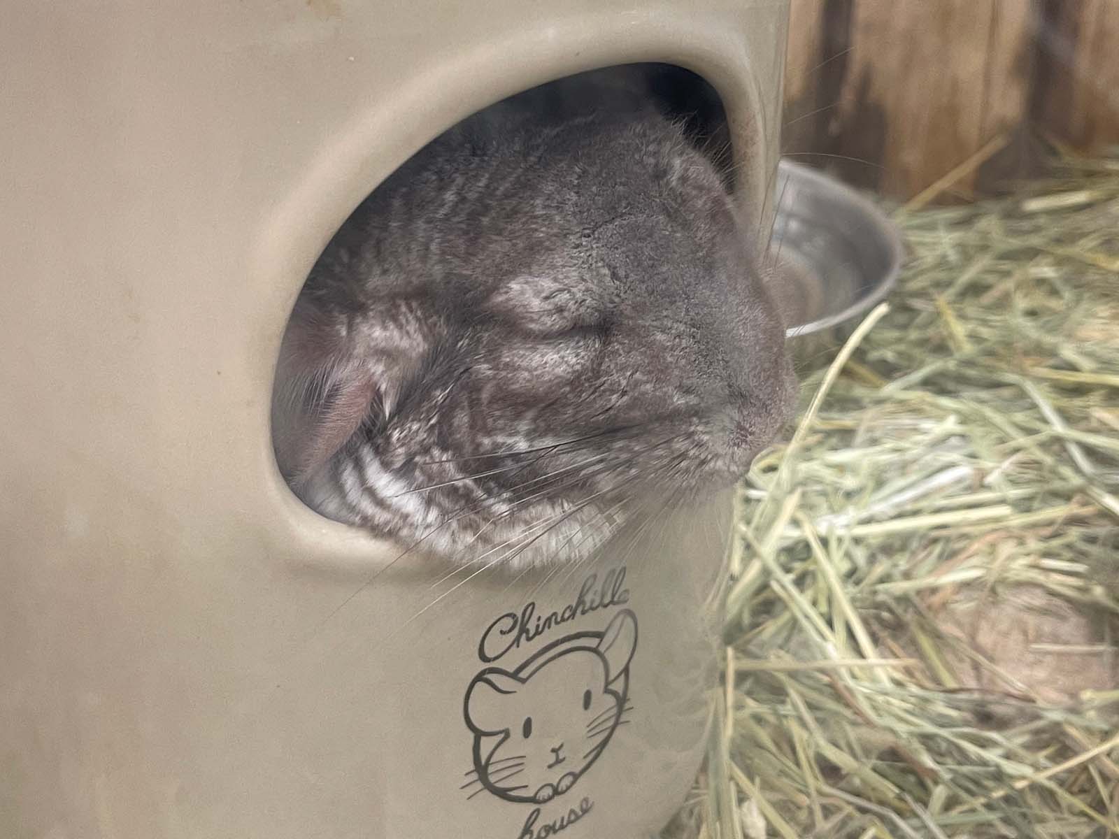 屋内型ふれあい動物園「アニタッチ」でカピバラ・ワオキツネザルなどに会ったよ！／横浜ワールドポーターズ