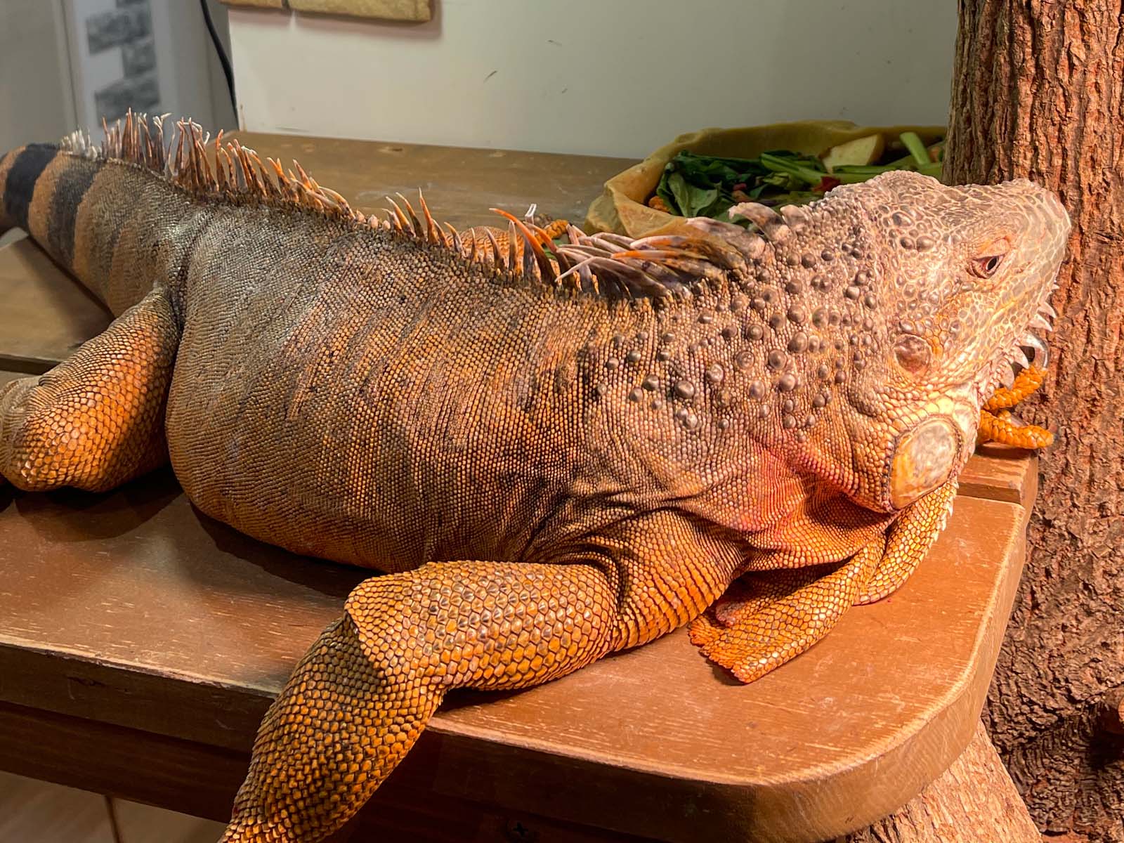 屋内型動物園「アニタッチ」でカピバラ・ワオキツネザルなどたくさんの動物と触れ合ったよ！／横浜ワールドポーターズ