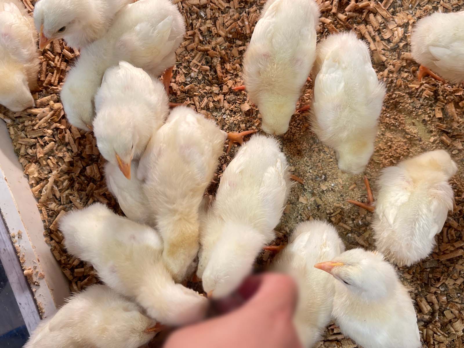 屋内型動物園「アニタッチ」でカピバラ・ワオキツネザルなどたくさんの動物と触れ合ったよ！／横浜ワールドポーターズ