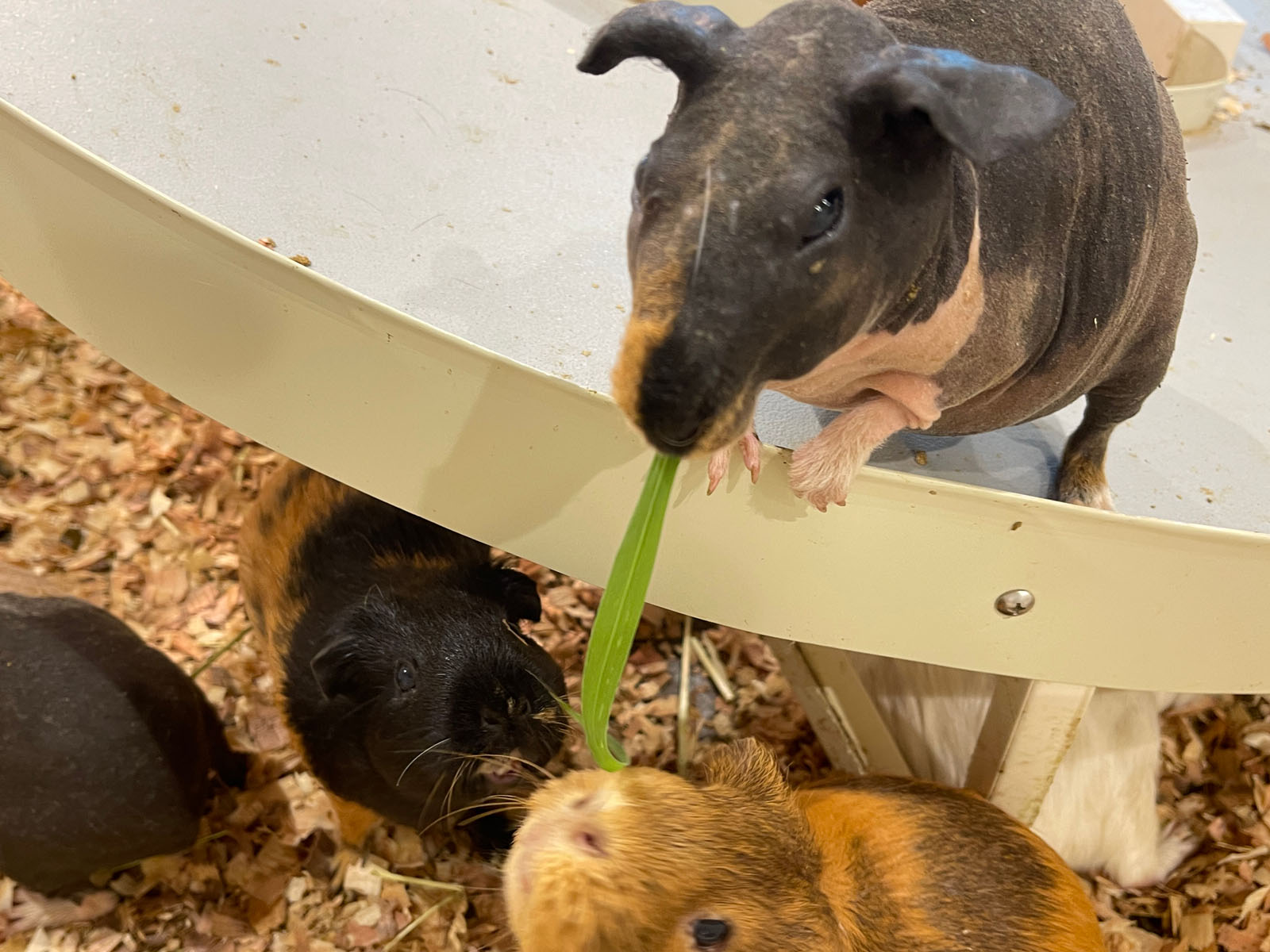 屋内型動物園「アニタッチ」でカピバラ・ワオキツネザルなどたくさんの動物と触れ合ったよ！／横浜ワールドポーターズ