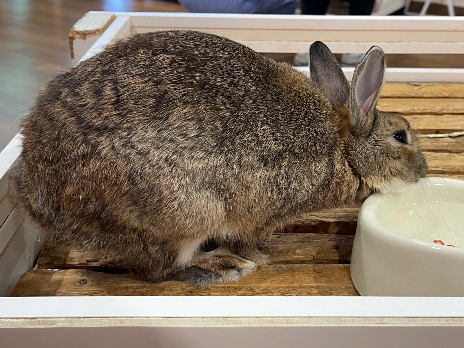 屋内型動物園「アニタッチ」でカピバラ・ワオキツネザルなどたくさんの動物と触れ合ったよ！／横浜ワールドポーターズ