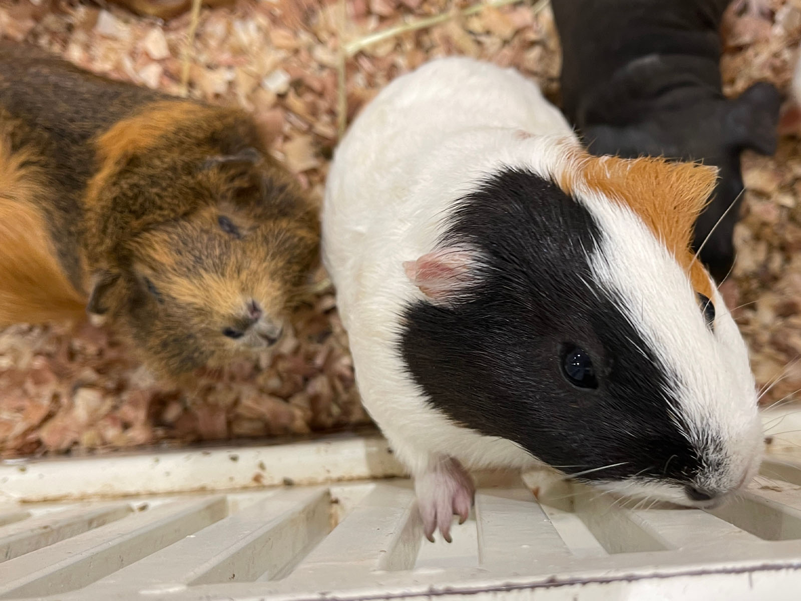 屋内型動物園「アニタッチ」でカピバラ・ワオキツネザルなどたくさんの動物と触れ合ったよ！／横浜ワールドポーターズ