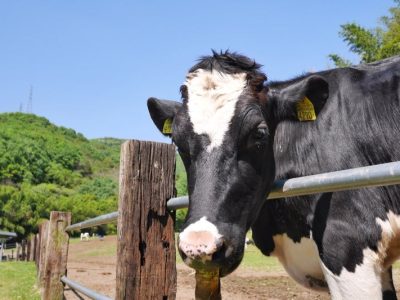 trees(ツリーズ)で8種のスパイスを使った犬島チキンカレーと犬島地ビールいただきました／岡山犬島