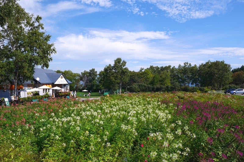 レークヒル・ファーム （Lake-Hill Farm） で季節限定ソフトクリーム(まきばのミルクソフト)食べたよ／北海道洞爺湖