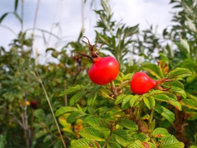 海浜植物が自生する「はまなすの丘公園」／北海道石狩