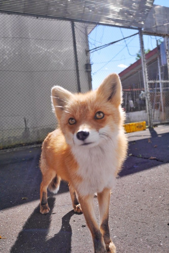 キタキツネが野生に近い状態で放し飼いにされている「北きつね牧場」／北海道北見市