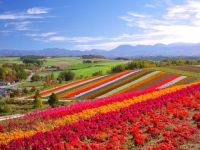 青い空と美しいコントラストの「展望花畑 四季彩の丘」／北海道美瑛町