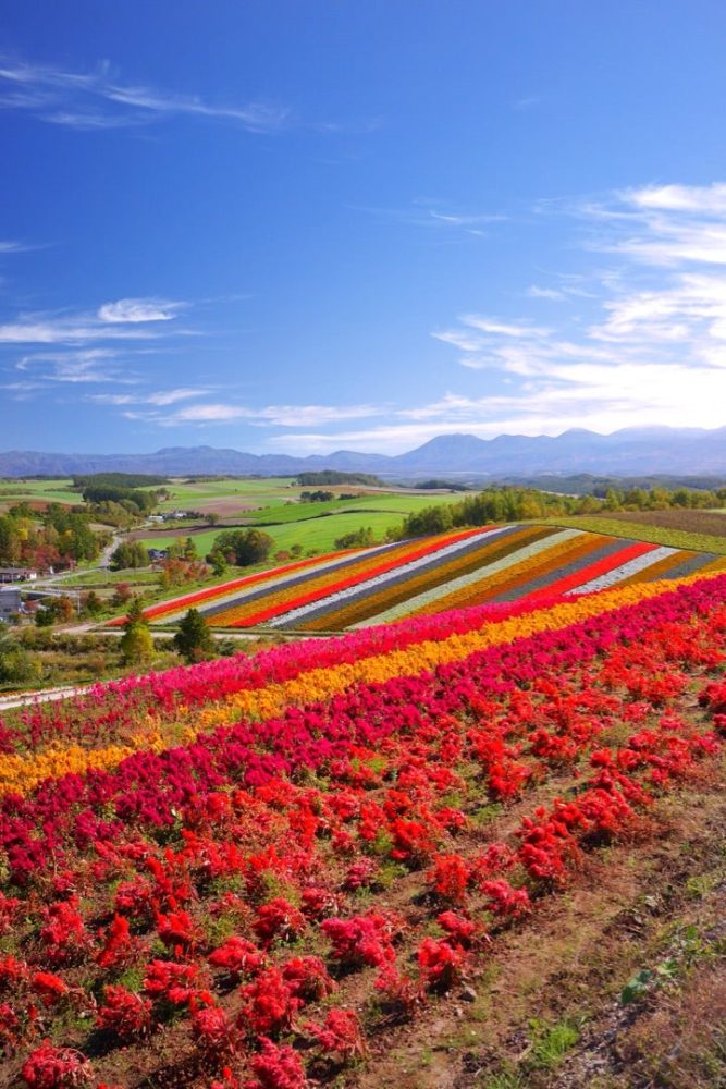 青い空と美しいコントラストの「展望花畑 四季彩の丘」／北海道美瑛町