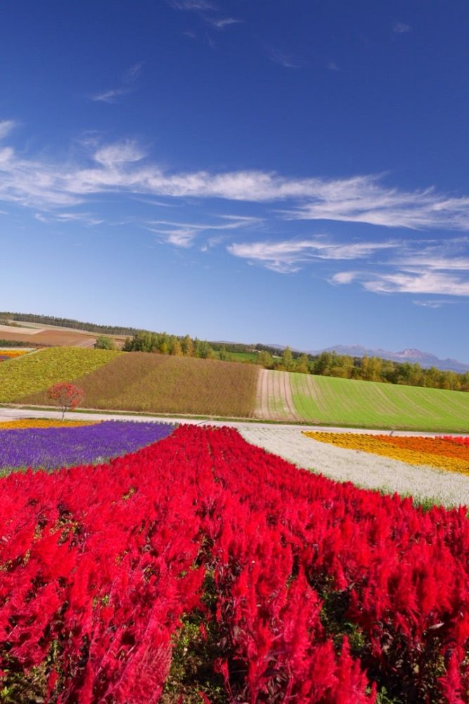 青い空と美しいコントラストの「展望花畑 四季彩の丘」／北海道美瑛町