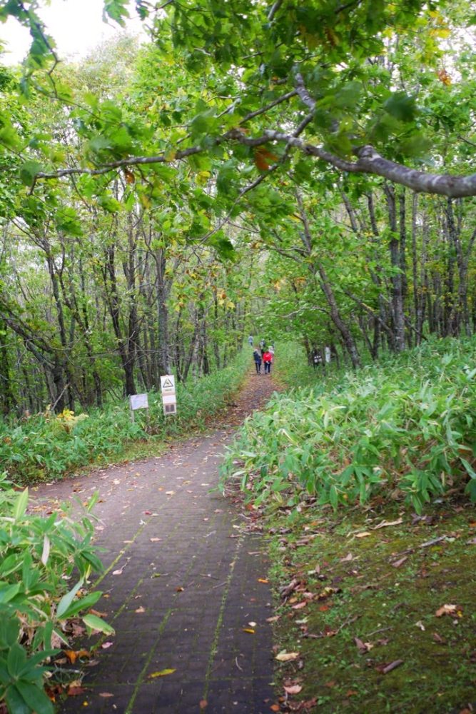 釧路市湿原展望台の遊歩道を散策したよ／北海道釧路市