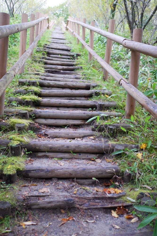 大自然を感じられるコッタロ湿原展望台でエゾシカに遭遇したよ／北海道標茶町