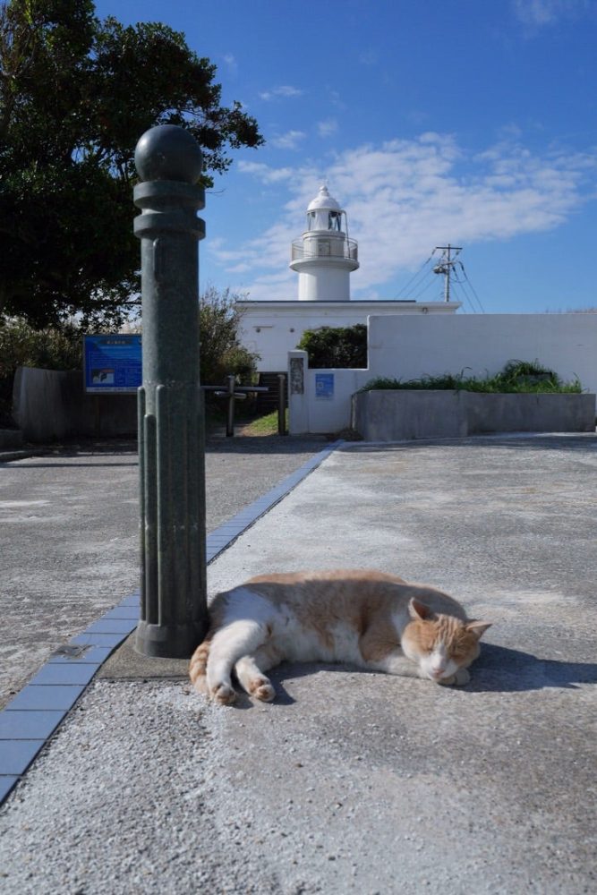 三浦半島の先端に位置する城ヶ島の「ウミウ展望台」と「馬の背洞門」