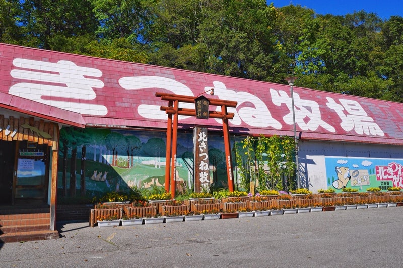 キタキツネが野生に近い状態で放し飼いにされている「北きつね牧場」／北海道北見市