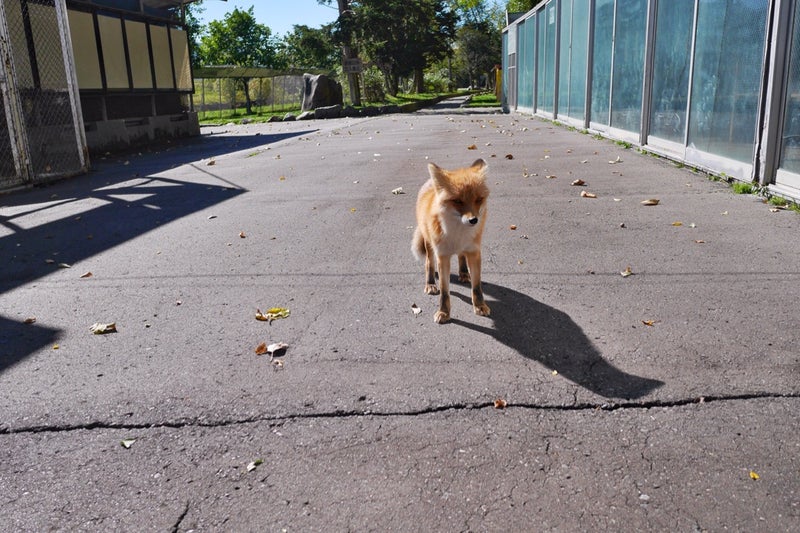 キタキツネが野生に近い状態で放し飼いにされている「北きつね牧場」／北海道北見市