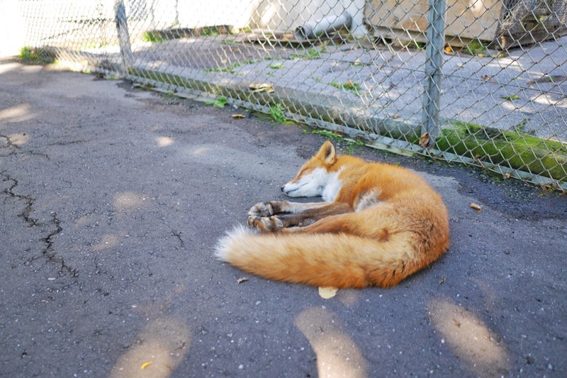 キタキツネが野生に近い状態で放し飼いにされている「北きつね牧場」／北海道北見市