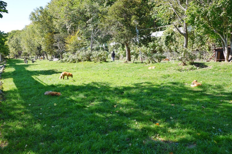 キタキツネが野生に近い状態で放し飼いにされている「北きつね牧場」／北海道北見市