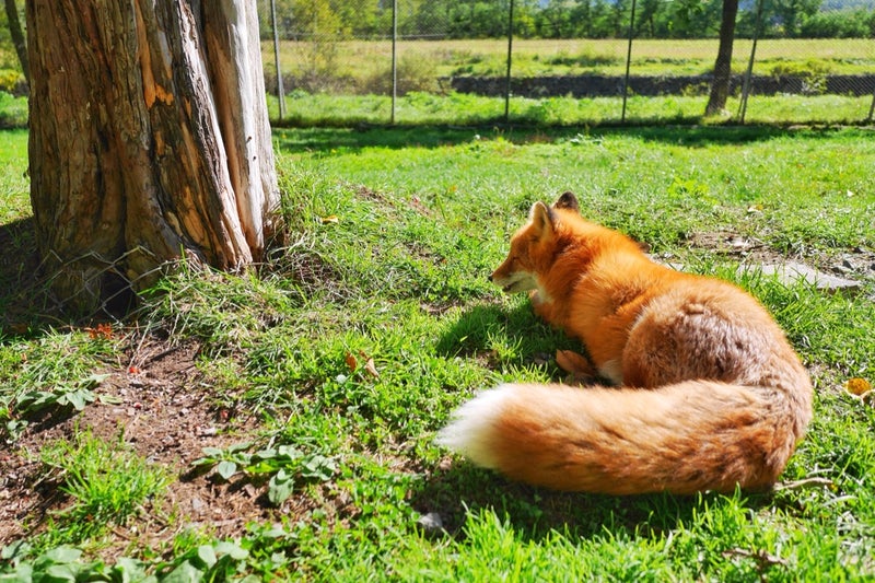 キタキツネが野生に近い状態で放し飼いにされている「北きつね牧場」／北海道北見市