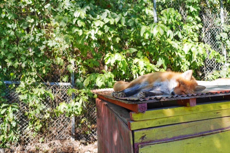 キタキツネが野生に近い状態で放し飼いにされている「北きつね牧場」／北海道北見市