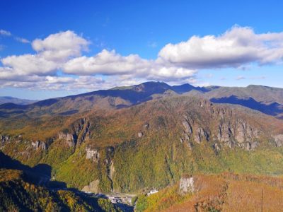 キタキツネが野生に近い状態で放し飼いにされている「北きつね牧場」／北海道北見市