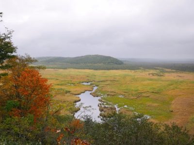 大自然を感じられる「コッタロ湿原展望台」でエゾシカに遭遇したよ／北海道標茶町