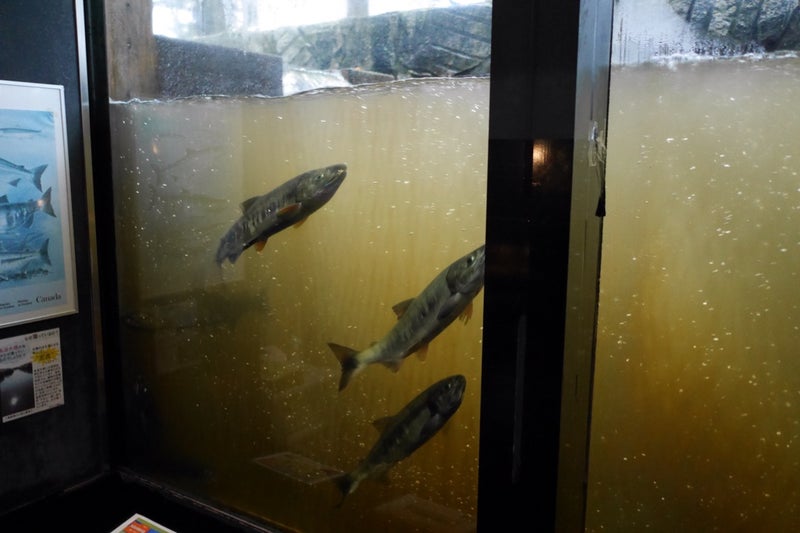 標津サーモンパーク内のサーモン科学館（サケの水族館）で鮭の遡上見たよ／北海道標津町