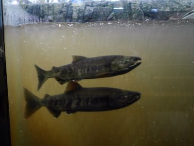 標津サーモンパーク内のサーモン科学館（サケの水族館）で鮭の遡上見たよ／北海道標津町