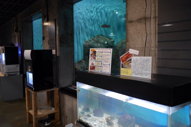 標津サーモンパーク内のサーモン科学館（サケの水族館）で鮭の遡上見たよ／北海道標津町