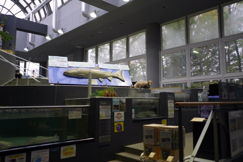 標津サーモンパーク内のサーモン科学館（サケの水族館）で鮭の遡上見たよ／北海道標津町