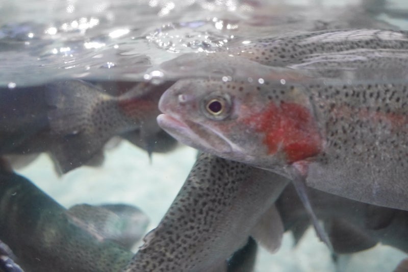 標津サーモンパーク内のサーモン科学館（サケの水族館）で鮭の遡上見たよ／北海道標津町