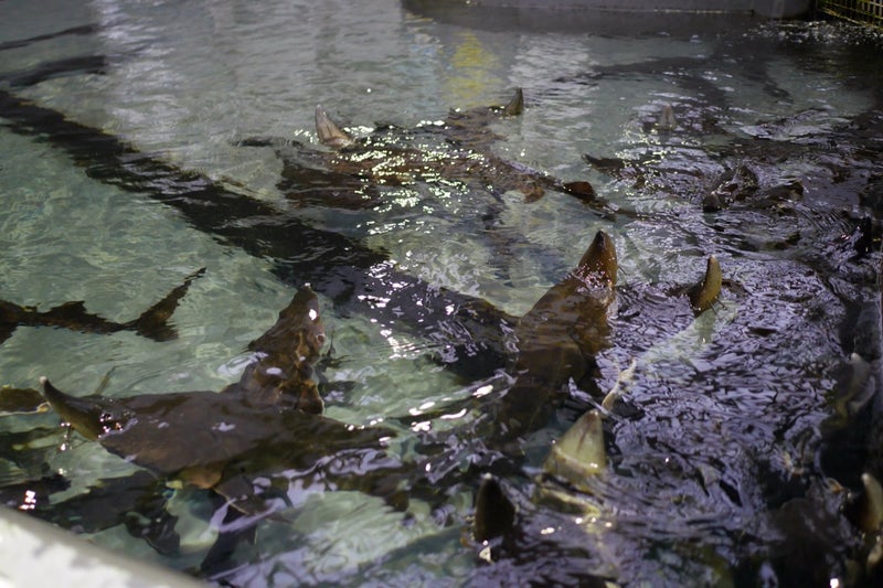 標津サーモンパーク内のサーモン科学館（サケの水族館）で鮭の遡上見たよ／北海道標津町