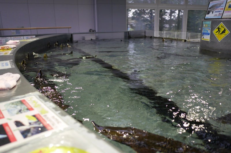 標津サーモンパーク内のサーモン科学館（サケの水族館）で鮭の遡上見たよ／北海道標津町