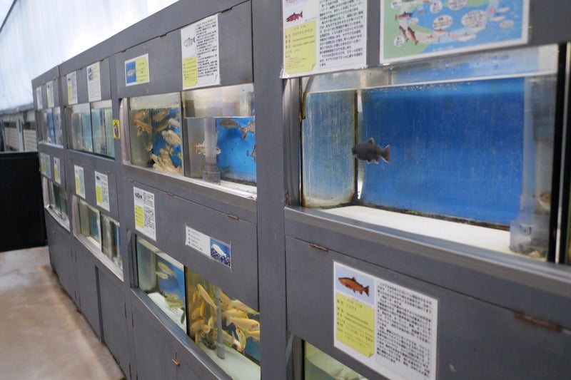 標津サーモンパーク内のサーモン科学館（サケの水族館）で鮭の遡上見たよ／北海道標津町